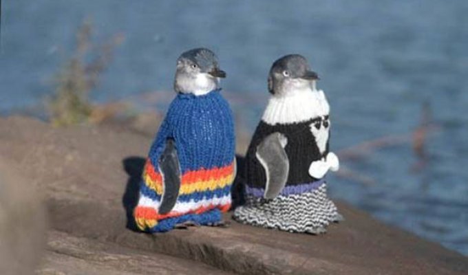 Cвяжи свитер — спаси пингвина (6 фото)
