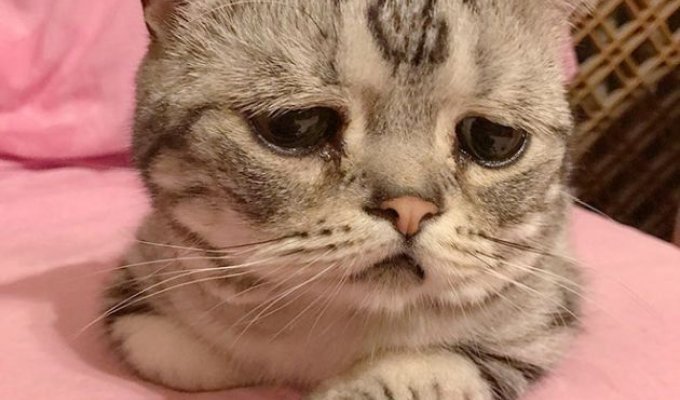 The saddest cat in the world (25 photos)