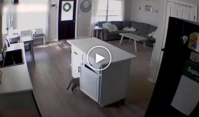 A Cat Got Rid of a Witness