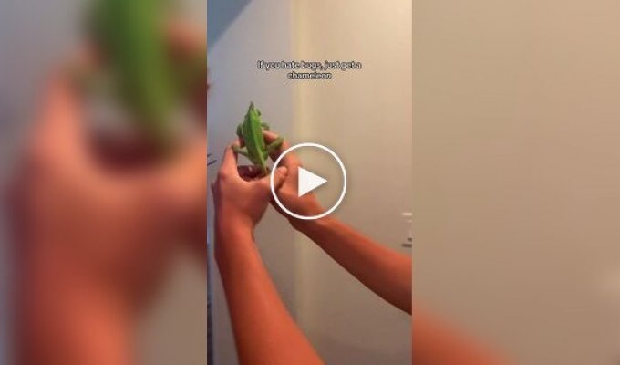 Хамелеон - гроза насекомых в доме