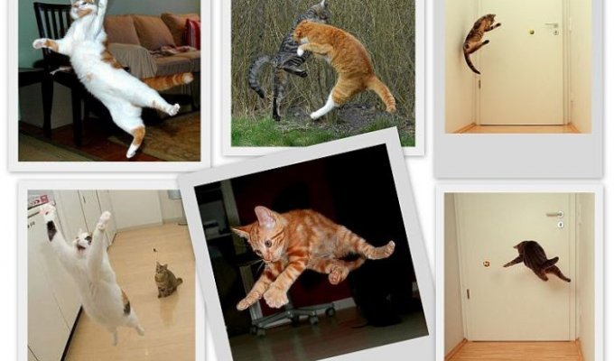 Летающие коты (11 фото)