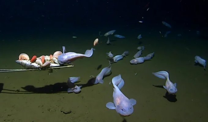 Самые глубоководные рыбы из известных на сегодня науке (3 фото + 1 видео)