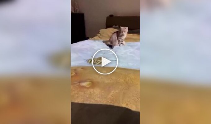 Господар кота розважає вихованця за допомогою проектора