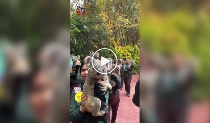 Працівники сафарі-парку несуть коал на фотосесію