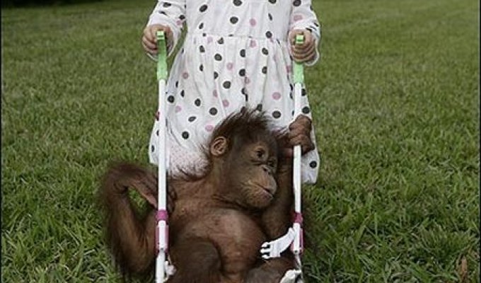 Маленький орангутанг и двухлетняя девочка стали друзьями (8 фото)