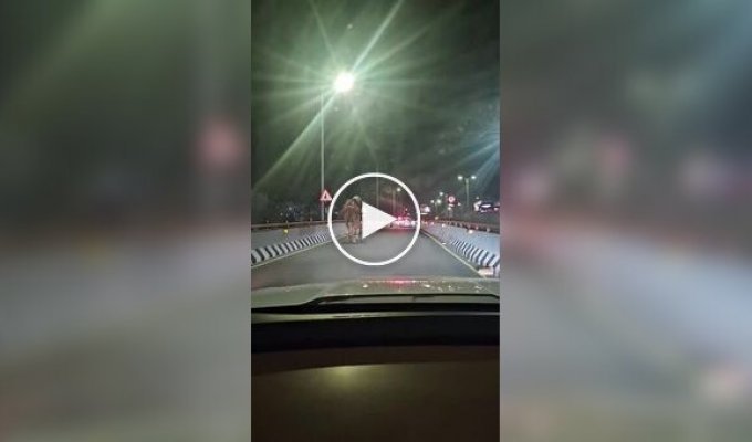 Выпивший мужчина решил прокатиться верхом на верблюде