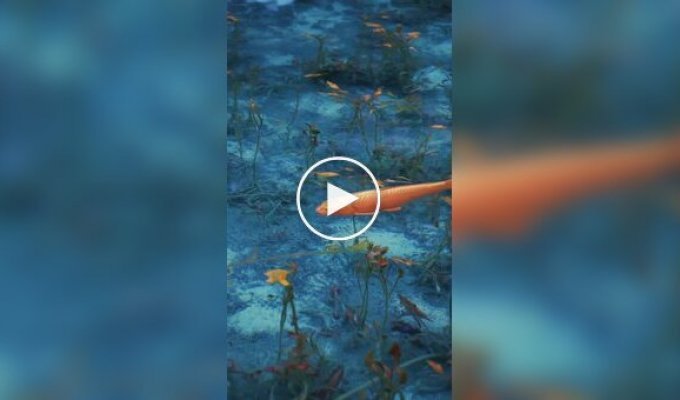 A beautiful pond, as if from a painting