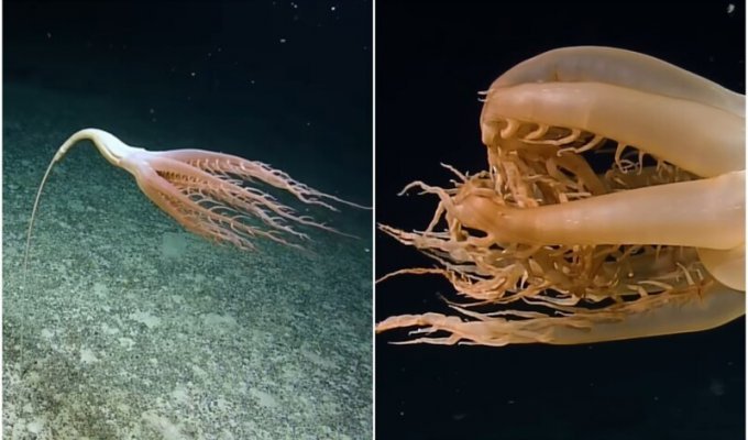 Учёные нашли глубоководное существо - и сначала подумали, что это "цветок" (4 фото + 1 видео)