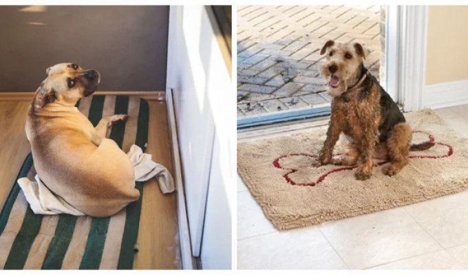 22 Dogs Who Froze on a Mat, Waiting for Their Owner, and Radiate Impatience (23 photos)