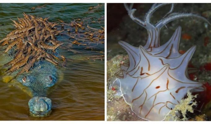 12 невероятных созданий, которых можно смело назвать живыми чудесами (13 фото)