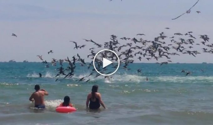 Безумная охота пеликанов на рыбу, шокировала туристов