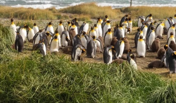 A Kindergarten Teacher Accidentally Became the Guardian of a Colony of 200 Penguins (3 photos)