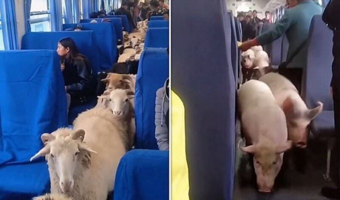 В Китае фермеры перевозят овец и свиней в пассажирских поездах (5 фото)