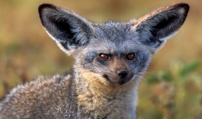 The most toothy animal in the world. 5 interesting facts about the big-eared fox (10 photos)