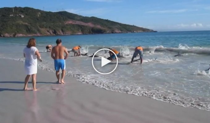 30 дельфинов выбросилось на берег