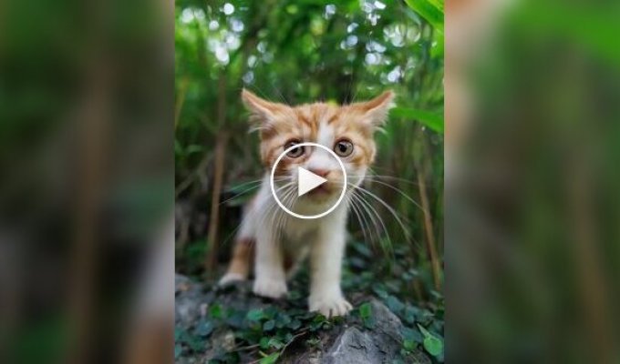 Профессиональный кошачий фотограф за работой