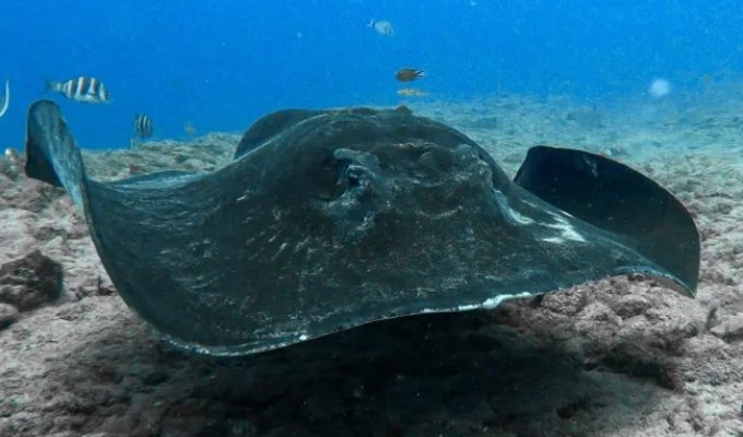 Black electric ray: attacks with a powerful electric shock that burns out life within a radius of a couple of meters (10 photos)