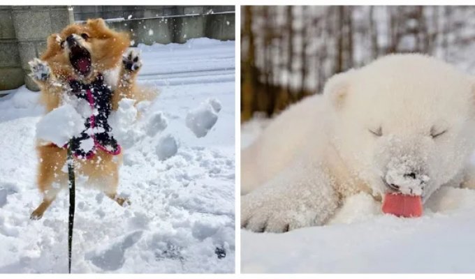 25 Happy Fluffy Animals Who Are Enjoying the Snow with All Their Hearts (26 photos)