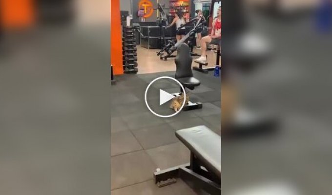 Motivation killer: a cat relaxes in the gym