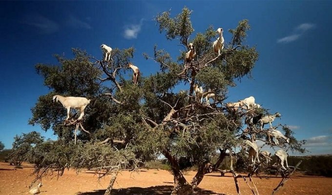 Почему «козьи деревья» встречаются только в Марокко (5 фото + 1 видео)