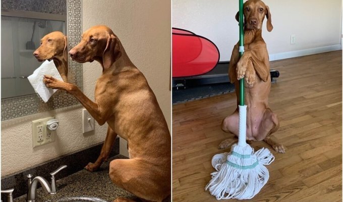 Собаки-убираки: хозяйка поручила питомцам домашние дела (12 фото)