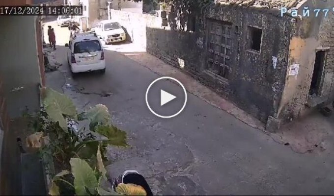 Motorcyclists and a herd of cows did not share the road in India