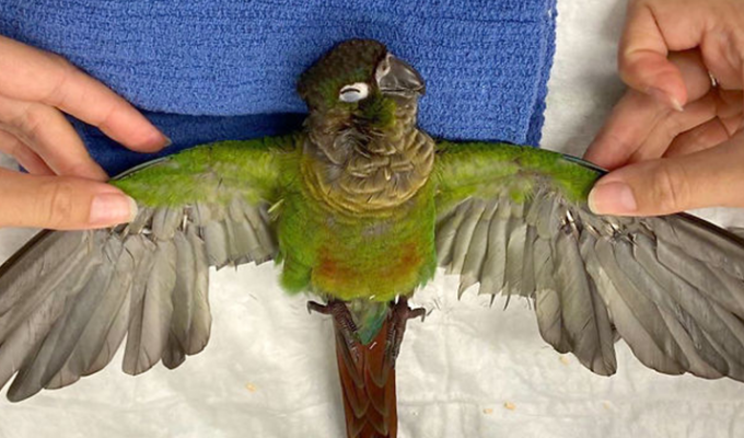 Австралийский ветеринар нарастила попугаю обрезанные крылья (13 фото)