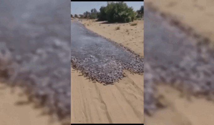 Millions of fish formed a river in a bare desert (5 photos + 1 video)