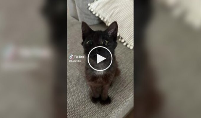 Кошка Марти с уникальной внешностью