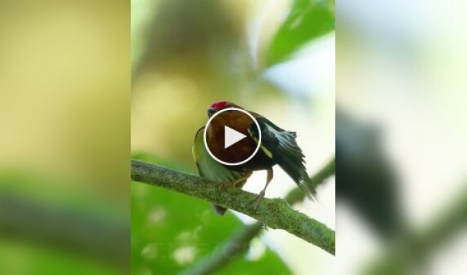 Птицы, которые используют свои крылья как музыкальный инструмент