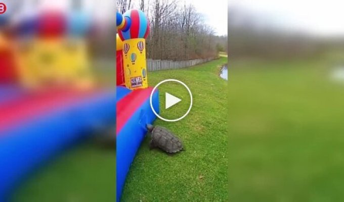 Черепаха уничтожила надувной замок за считанные секунды