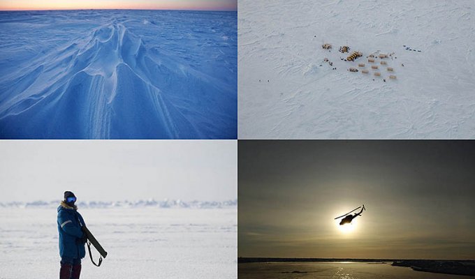 Арктические приключения Лукаса Джексона (50 фото)
