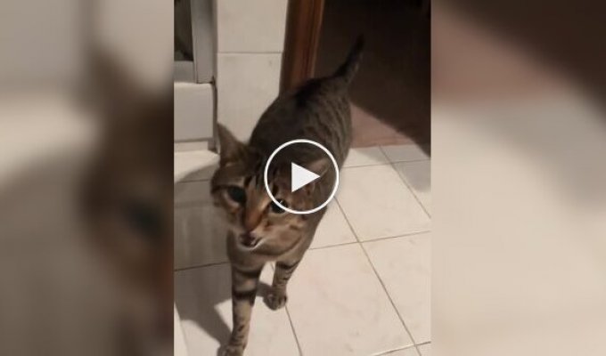 Кіт починає співати, коли його звуть на ім'я