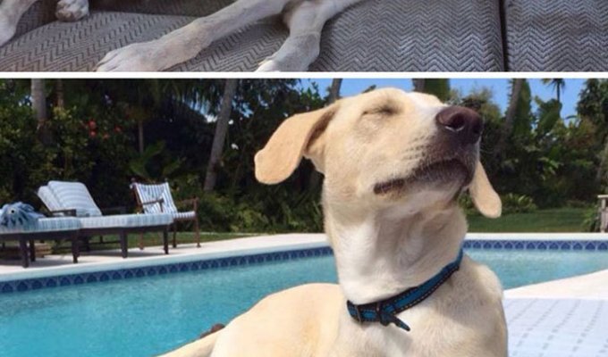 Собаки, которые получили второй шанс: фото «до» и «после» (12 фото)