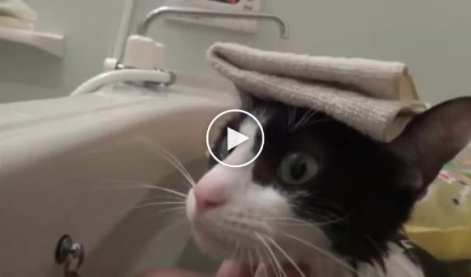 Этот кот любит принимать ванную