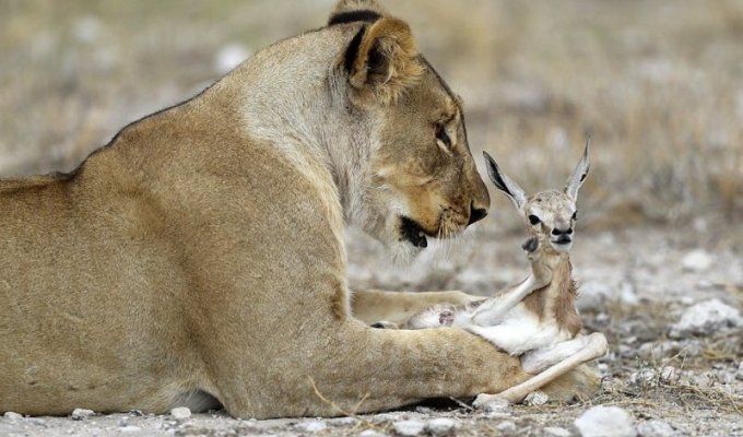 A lioness who lost her cubs sheltered a small antelope (6 photos)