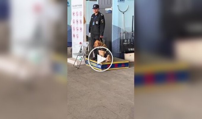 Служебный пес задремал на работе