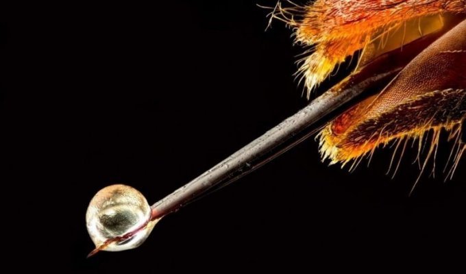 Пчелиный яд - уникальное лекарство известное людям с древних времен (2 фото)