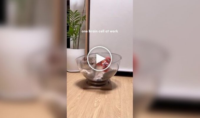 Упорный, но не слишком сообразительный кот