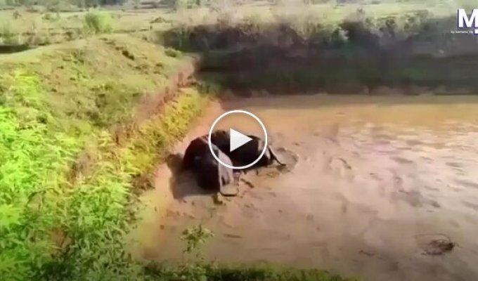 Рятувальники з екскаватором визволили слонів із водоймища