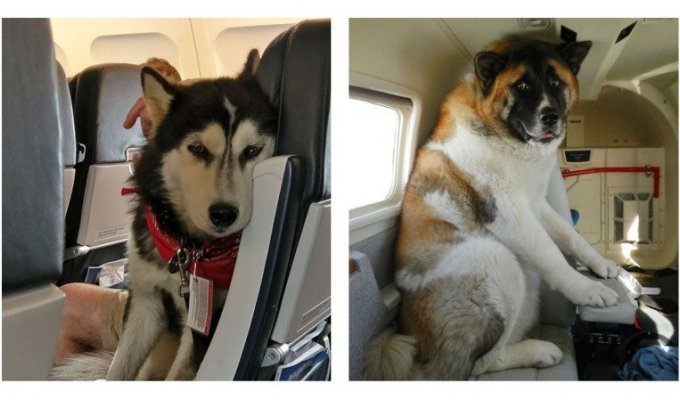 Animals on a plane: funny and touching (40 photos)