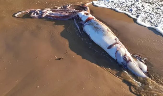 There are only 21 of them in the world: 10-meter giant squid washed up on Spanish beach (2 photos + 1 video)