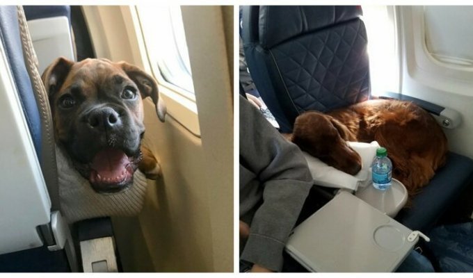 22 причины, почему собак нельзя пускать в самолет (23 фото)