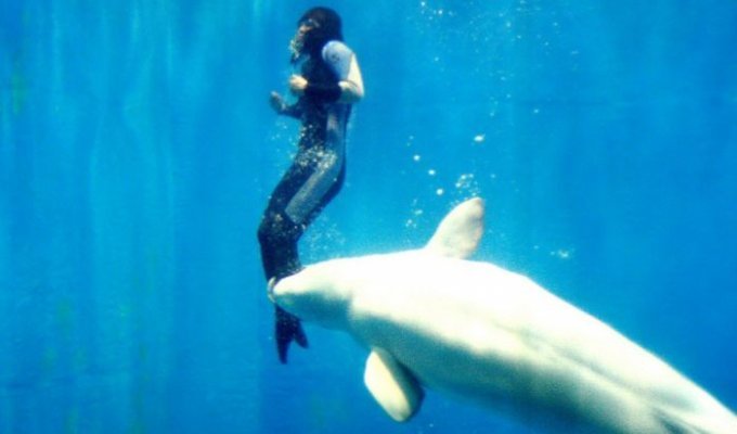 Дельфин-белуха спас жизнь дайверше (3 фото)