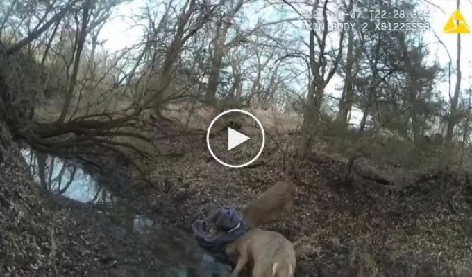 В Канзасе егерь парка брутально разнял сцепившихся оленей