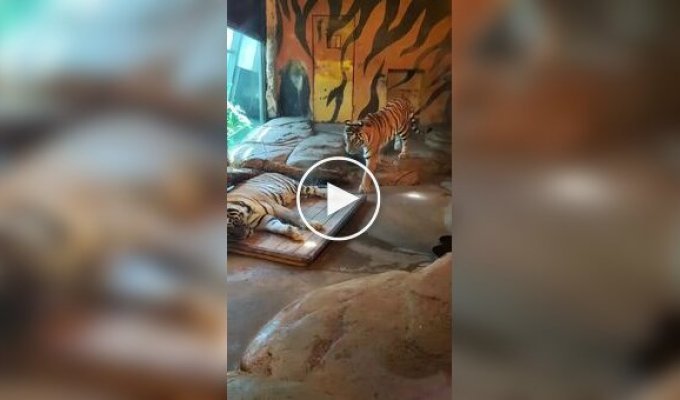 Тигр посунув свою лежачу подругу убік
