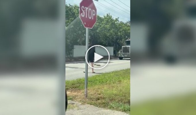 Мужчина помог утке перевести птенцов через дорогу