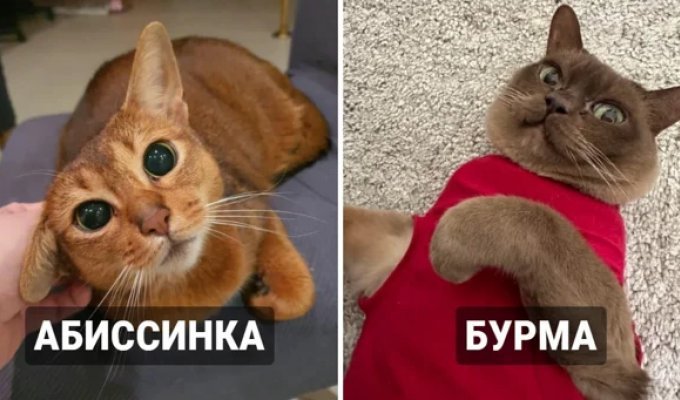 9 breeds of cats that are the smartest (10 photos)