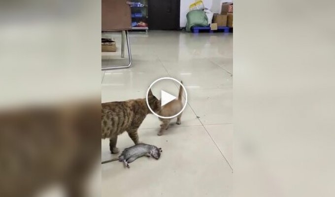 Mother cat brought the right food for her children