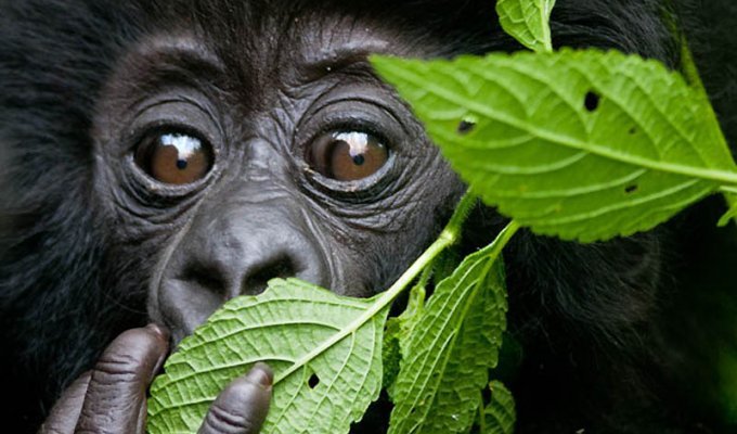 Надежда для диких горилл в Руанде (13 фото)